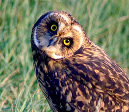 short eared owl